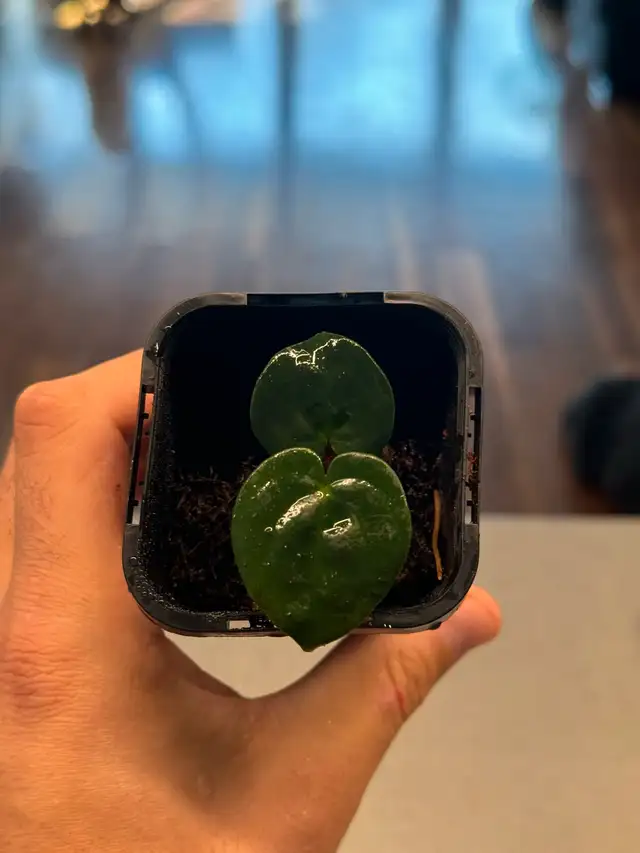 anthurium blackhole62864746048771121