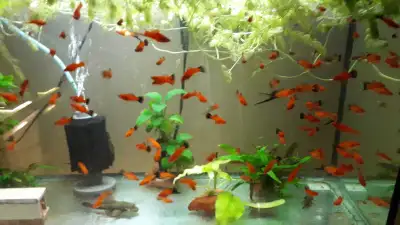 swordtails guppies various coĺors, View more