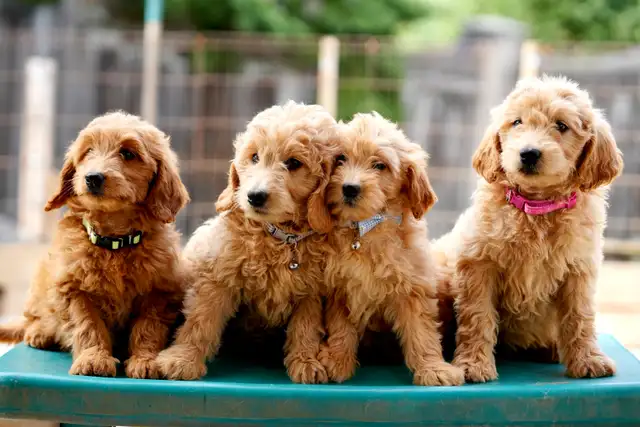 Goldendoodle Puppies in Dogs & Puppies for Rehoming in Mississauga / Peel Region - Image 7