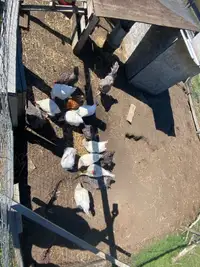 18x 3 yr old  Laying hens plus a rooster 