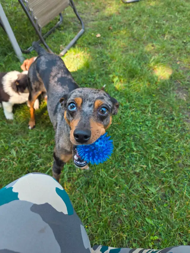 Miniature Pinscher litter expected in Dogs & Puppies for Rehoming in Winnipeg - Image 3