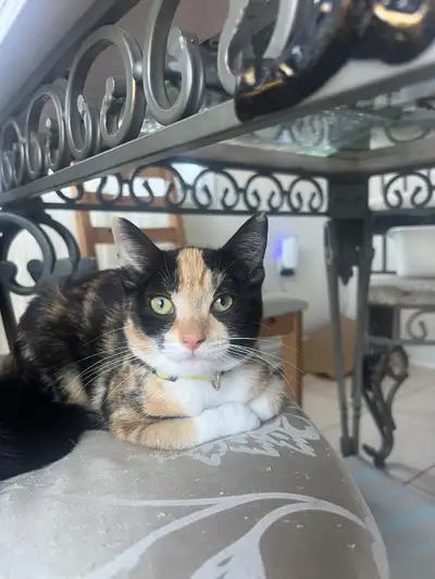Labor Dale Kittens Sale -$200 each, View more
