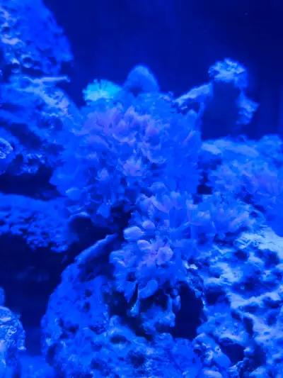 Small branch of pulsing Xenia for $10, or trade.