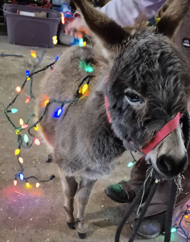 Mini Donkey and Goat Cuddles64733723138177122