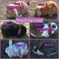 French Lop crosses 