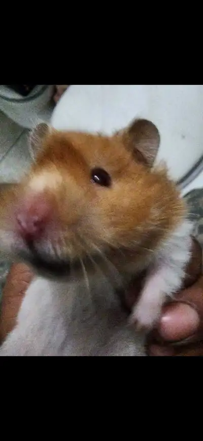 Hamster For Sale Rehome , View more