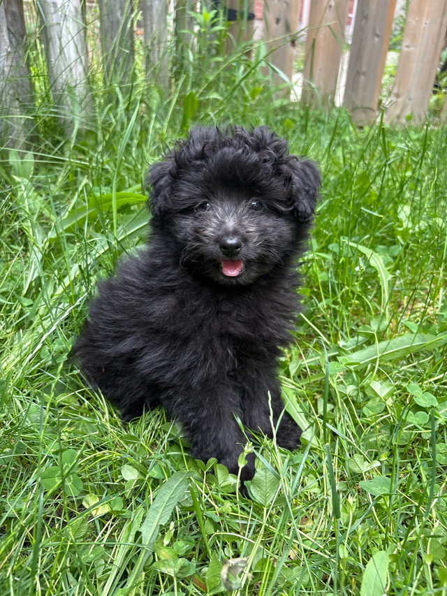 Pomerianian Puppies  in Dogs & Puppies for Rehoming in Markham / York Region - Image 2