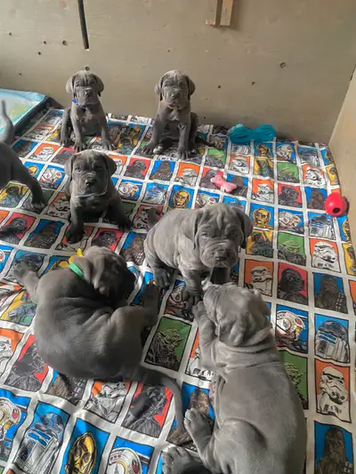 Neapolitan Mastiff puppies, View more