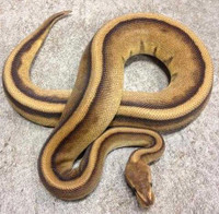 SOLD G-stripe female ball python