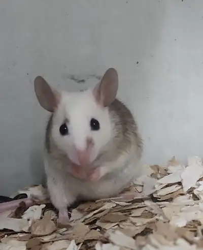 souris africaine à poil doux, rat natal, natal rat, rongeur, View more
