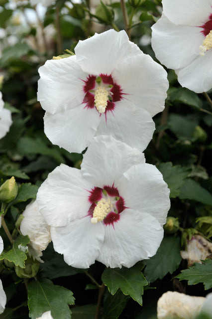 Rose of Sharon shrubs in Plants, Fertilizer & Soil in City of Toronto