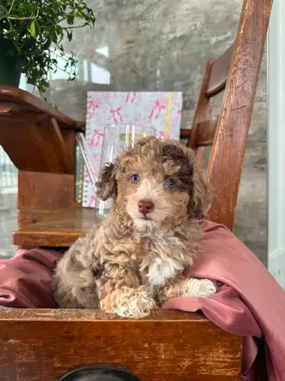 CANICHE MINIATURE DISPONIBLE || MINIATURE POODLE AVAILABLE, View more
