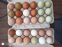 Fertilized eggs for sale 