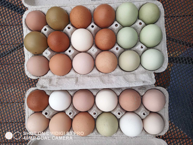 Fertilized eggs for sale  in Equestrian & Livestock Accessories in Mississauga / Peel Region