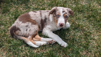 Red + Merle CBCA registered pups for sale