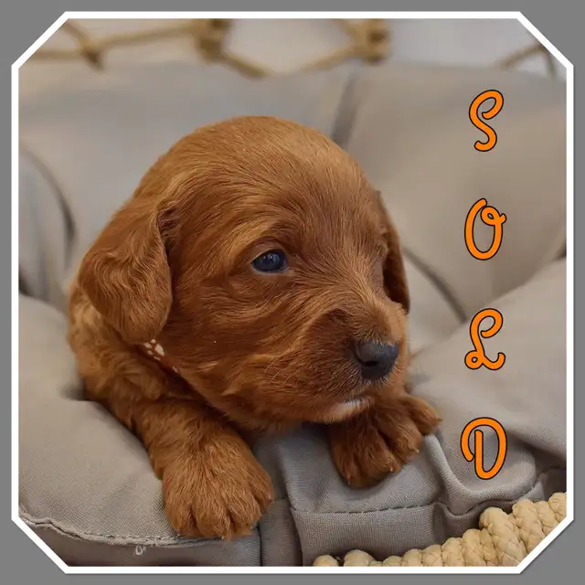 Small / Mini F1B Goldendoodle Ready to go / Only 3 males left in Dogs & Puppies for Rehoming in Winnipeg - Image 8