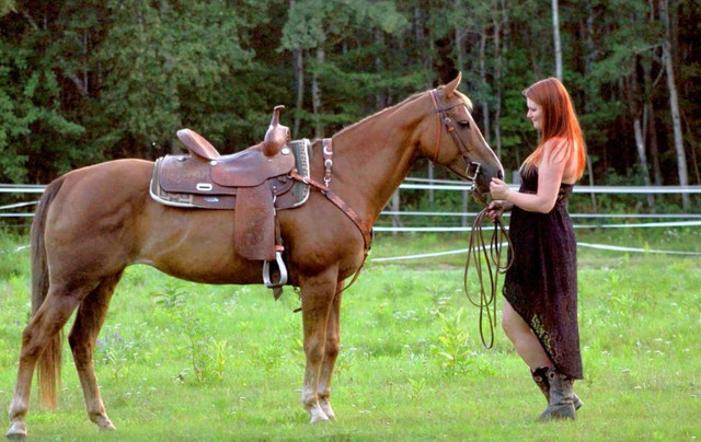 Jument Quater Horse dans Chevaux et poneys à adopter  à Ville de Québec - Image 4