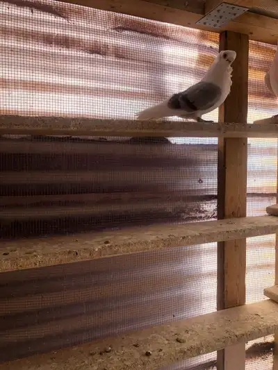 Fancy pigeons, View more