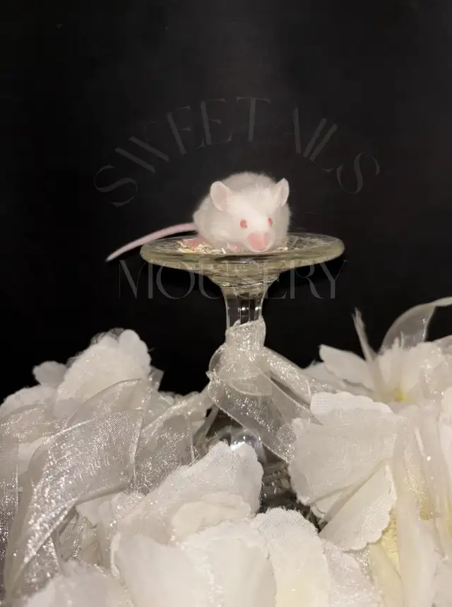 fancy mice in Small Animals for Rehoming in Ottawa - Image 8