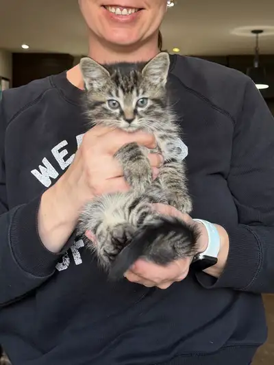 Kittens looking for their forever home, View more