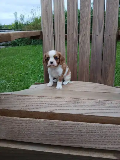 King Charles Cavaliers , View more