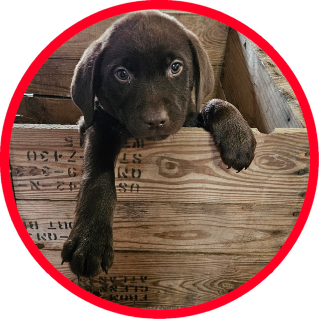 5 chiots Labrador mâles dans Chiens et chiots à adopter  à Drummondville - Image 3