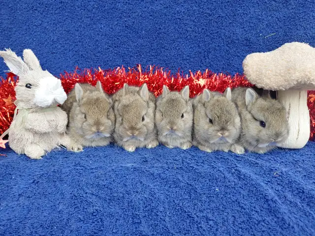 Bébés lapins nains béliers hollandais * baby Holland lop bunnies in Small Animals for Rehoming in City of Montréal - Image 11