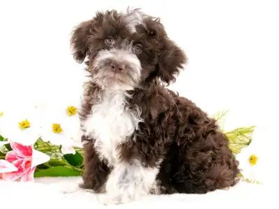 ❤️ Precious Havanese Puppies Available ❤️ Financing Options ❤️