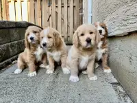 Labradoodle puppies 