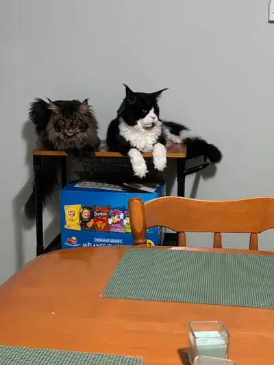 Deux mâle maincoon un castrer et l’autre non. Le taby as un ans castrer et le gros noir et blanc as...