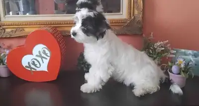 pure Biewer Terrier (Yorkie origin), View more