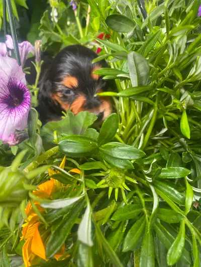 Mini dachshund puppies long haired available, View more