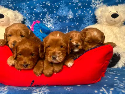 MULTIGENERATIONAL AUSTRALIAN LABRADOODLE PUPPIES-MINI AND MEDIUM, View more