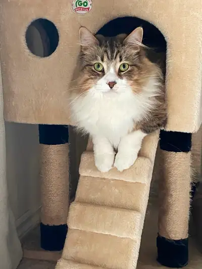 Domestic Long Hair Cat, View more