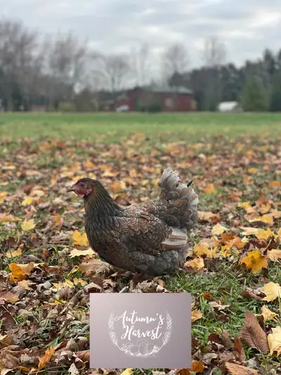 Blue Laced Red Wyandotte eggs available Pick up Harrow or shipping available across Canada