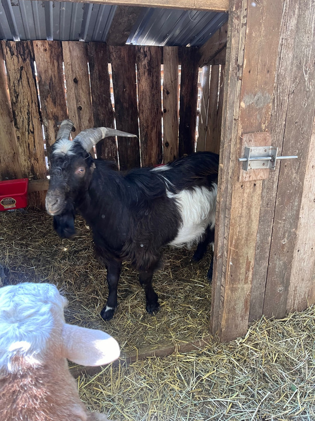 Goats- lamancha, Nigerian dwarf, and two half and half babies in Livestock in Belleville - Image 2