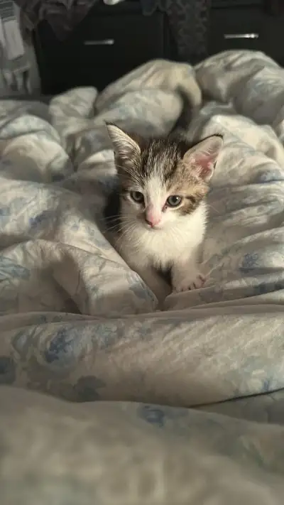 chaton à vendre , View more
