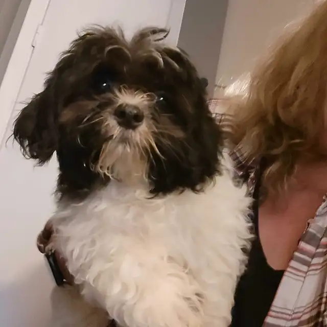 Shih Tzu Puppies Available! -NEW VIDEOS in Dogs & Puppies for Rehoming in St. Catharines - Image 8