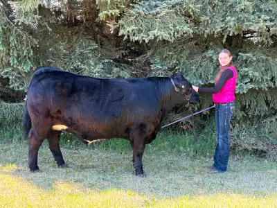 STEERS FOR BUTCHERING, View more