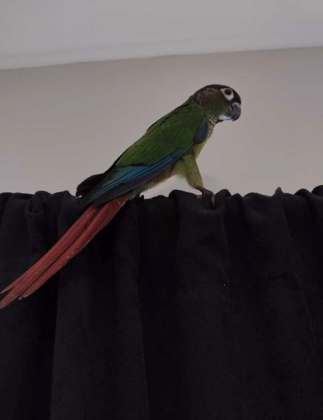 Breeding Conures in Birds for Rehoming in Windsor Region - Image 3