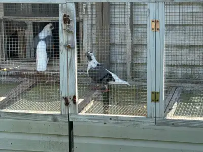 Pigeons for sale, View more