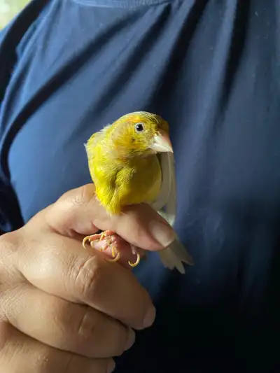 Femelle timbrado, View more