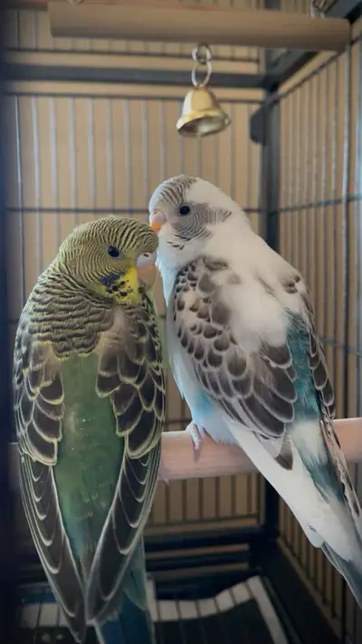 Parakeet Parrots - everything included, View more