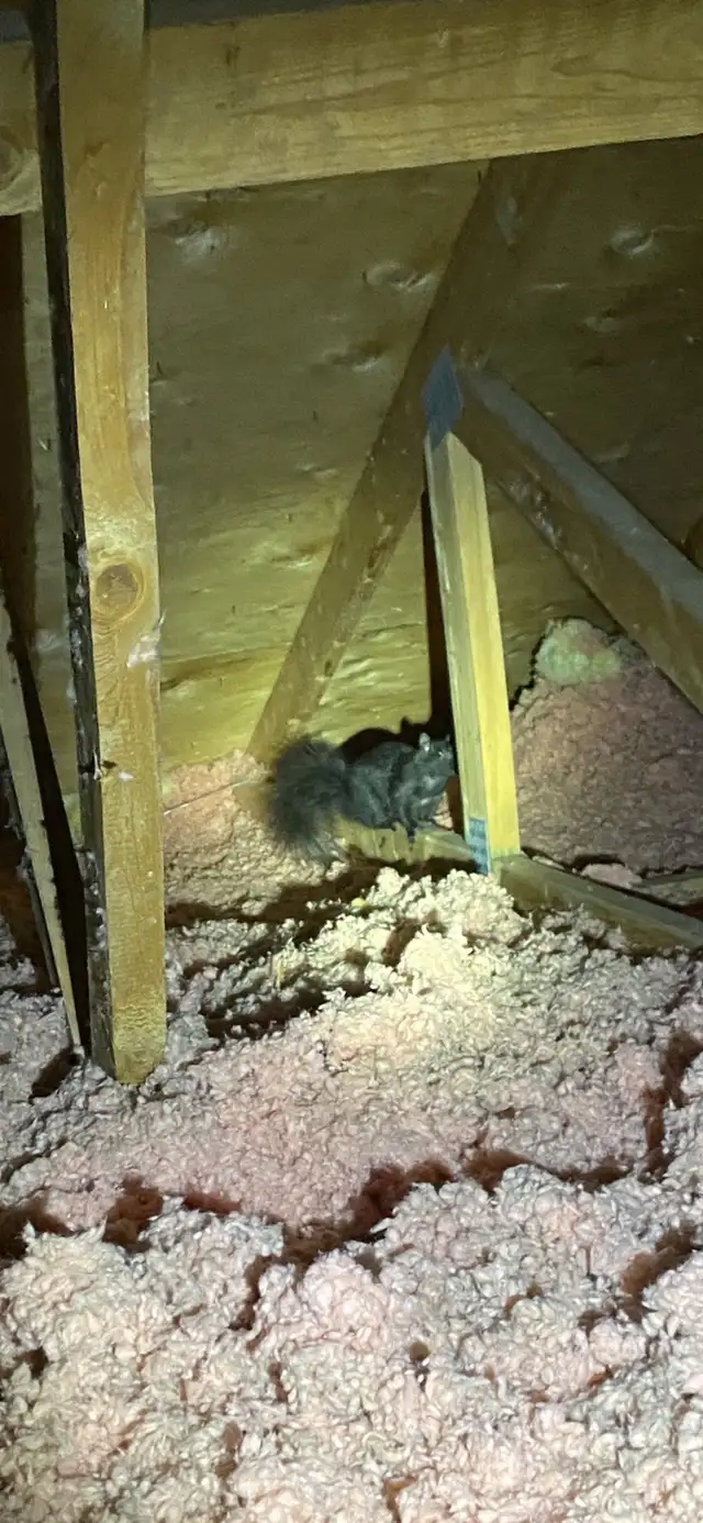 Animal Removal Brampton Mississauga in Other in Mississauga / Peel Region - Image 3