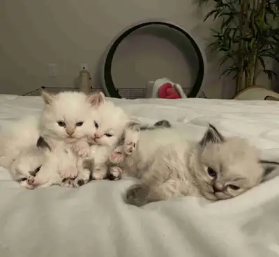 pure breed ragdolls, View more