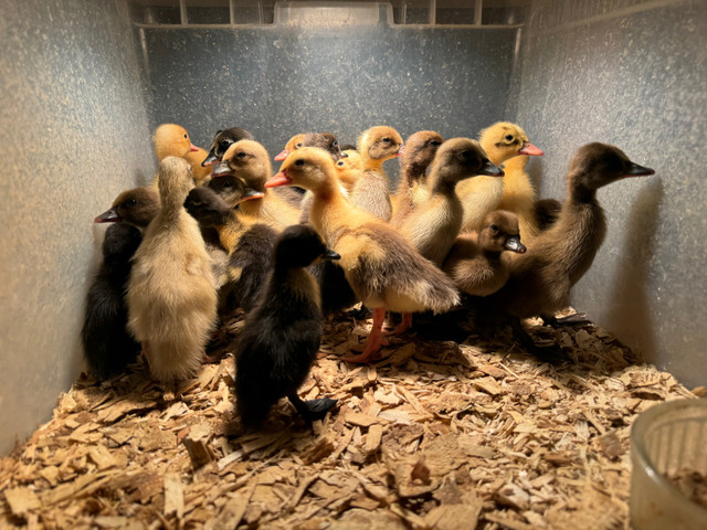 Just hatched ducklings  in Livestock in Peterborough - Image 2