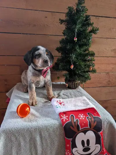 blue heeler x beagle puppies, View more