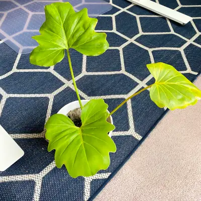 Split Leaf Philodendron Selloum Plant, View more