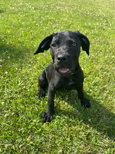 Pure bred cane corso . Read the ad, View more