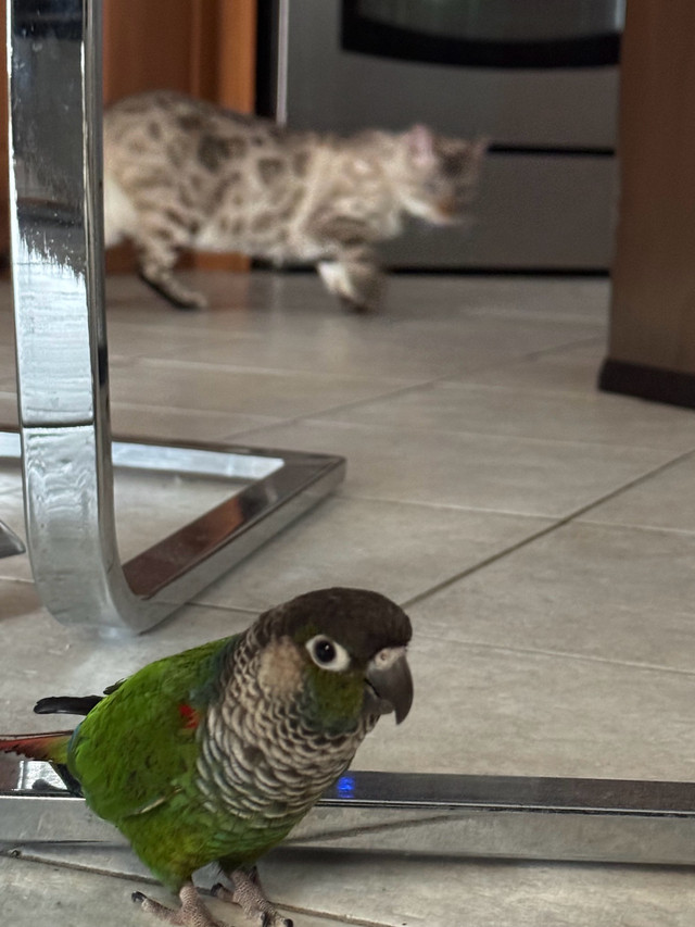Two trained conures  in Birds for Rehoming in Mississauga / Peel Region - Image 2